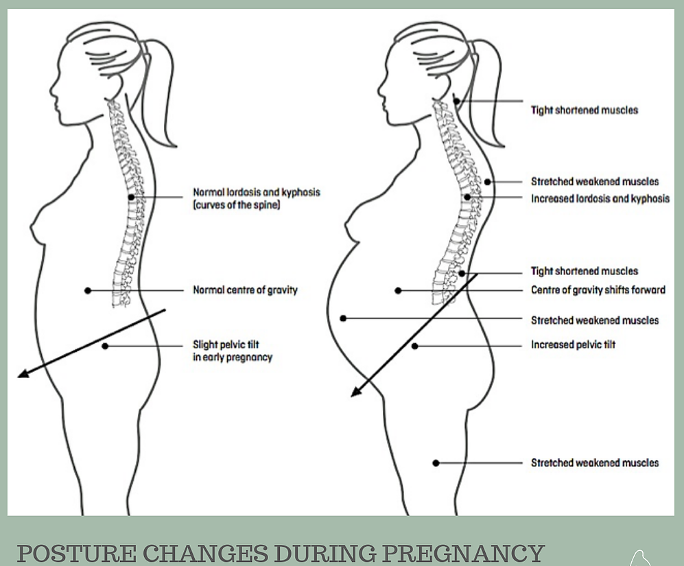 Diagram of a woman and the bodily changes she will experience during pregnancy